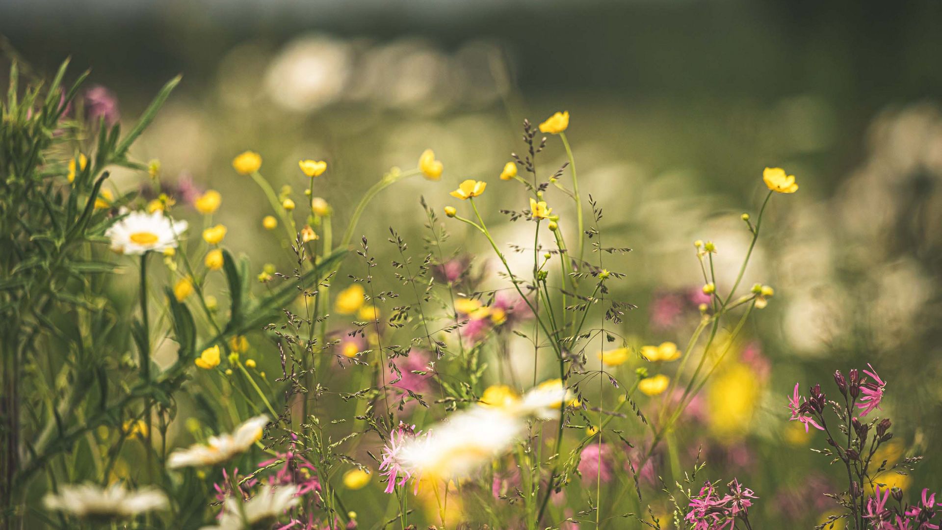 Traumurlaub in Bodenmais: Wandern und Wellness Sommerwiese im Bayerischen Wald bei Sonnenschein