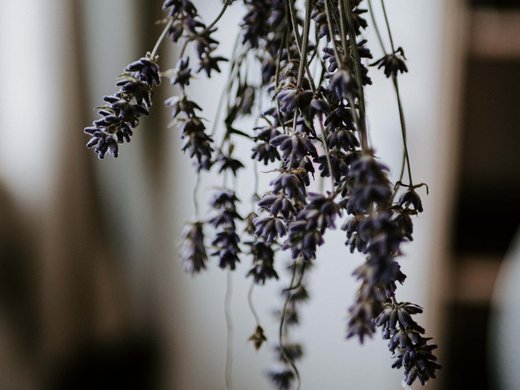 Wellnessurlaub und Tageswellness in Niederbayern Getrockneter Lavendel hängend zum trocknen